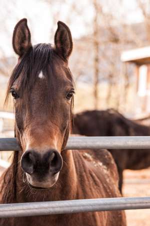 Schnupper-Reiten ohne Eltern für Kinder ab 6 Jahren Schnupper-Reiten ohne Eltern für Kinder ab 6 Jahren