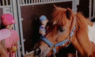 Pferde-Ferienspaß (drei Tage)