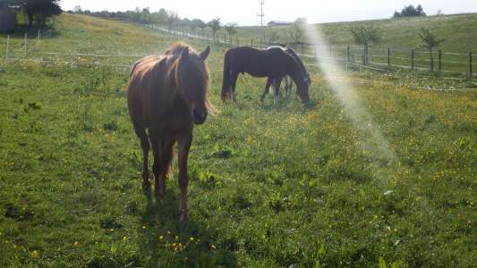Pferde beobachten und malen - für Kinder ab 5 Jahren