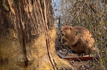Biberführung für die ganze Familie 