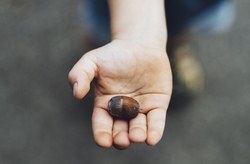 Faszination Wald - Auf Entdeckungstour zu den Zauberzwergen