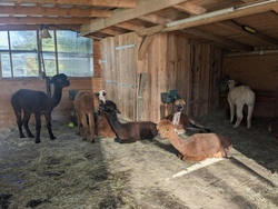 Spazieren gehen mit Alpakas 1