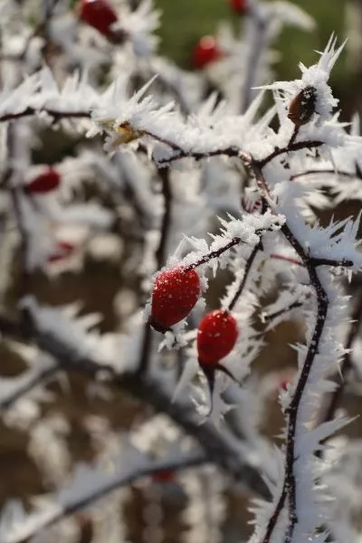 Gehölze im Winter erkennen - Familienausflug